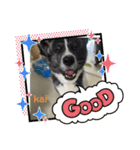 秋田犬のkaiくん（個別スタンプ：3）