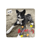 秋田犬のkaiくん（個別スタンプ：4）