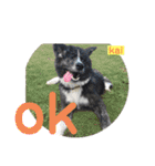 秋田犬のkaiくん（個別スタンプ：5）