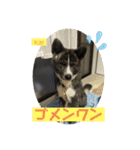 秋田犬のkaiくん（個別スタンプ：7）