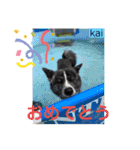 秋田犬のkaiくん（個別スタンプ：10）