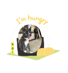 秋田犬のkaiくん（個別スタンプ：12）