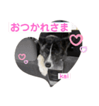秋田犬のkaiくん（個別スタンプ：14）