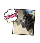 秋田犬のkaiくん（個別スタンプ：15）