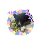 秋田犬のkaiくん（個別スタンプ：16）