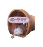 ウーパールーパーのぱー子（個別スタンプ：7）