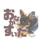 osoraのすたんぷ3（個別スタンプ：16）