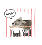 I love みんなの動物園（個別スタンプ：1）