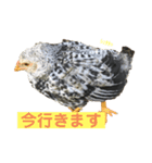 にわとりの伯爵（3次元）（個別スタンプ：1）