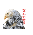 にわとりの伯爵（3次元）（個別スタンプ：2）