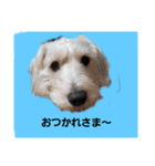 白シュナ ジャックの日常（個別スタンプ：3）