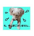 白シュナ ジャックの日常（個別スタンプ：5）