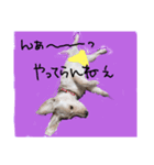白シュナ ジャックの日常（個別スタンプ：6）