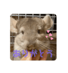 チンチラの獅子丸③part3（個別スタンプ：4）