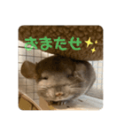 チンチラの獅子丸③part3（個別スタンプ：5）