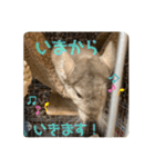 チンチラの獅子丸③part3（個別スタンプ：7）