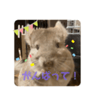 チンチラの獅子丸③part3（個別スタンプ：13）