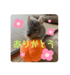 チンチラの獅子丸③part3（個別スタンプ：14）