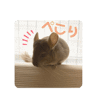 チンチラの獅子丸③part3（個別スタンプ：17）