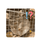 チンチラの獅子丸③part3（個別スタンプ：18）