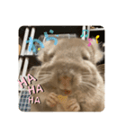 チンチラの獅子丸③part3（個別スタンプ：19）