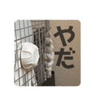 チンチラの獅子丸③part3（個別スタンプ：21）
