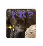 チンチラの獅子丸③part3（個別スタンプ：22）