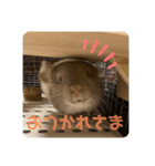 チンチラの獅子丸③part3（個別スタンプ：23）