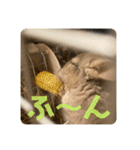 チンチラの獅子丸③part3（個別スタンプ：24）