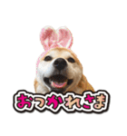 柴犬 可愛いきなこ（個別スタンプ：1）