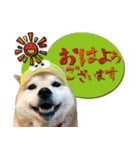 柴犬 可愛いきなこ（個別スタンプ：2）