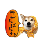 柴犬 可愛いきなこ（個別スタンプ：3）