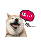 柴犬 可愛いきなこ（個別スタンプ：4）