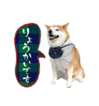 柴犬 可愛いきなこ（個別スタンプ：5）