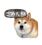 柴犬 可愛いきなこ（個別スタンプ：6）