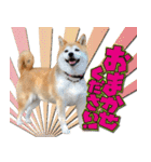 柴犬 可愛いきなこ（個別スタンプ：7）