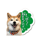 柴犬 可愛いきなこ（個別スタンプ：8）