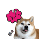 柴犬 可愛いきなこ（個別スタンプ：9）