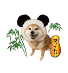 柴犬 可愛いきなこ（個別スタンプ：11）