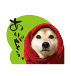 柴犬 可愛いきなこ（個別スタンプ：12）