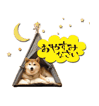 柴犬 可愛いきなこ（個別スタンプ：13）