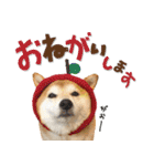 柴犬 可愛いきなこ（個別スタンプ：14）