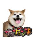 柴犬 可愛いきなこ（個別スタンプ：15）