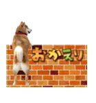 柴犬 可愛いきなこ（個別スタンプ：16）