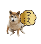 柴犬 可愛いきなこ（個別スタンプ：17）