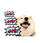 柴犬 可愛いきなこ（個別スタンプ：19）