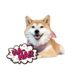 柴犬 可愛いきなこ（個別スタンプ：20）
