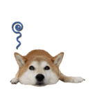 柴犬 可愛いきなこ（個別スタンプ：21）