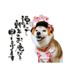 柴犬 可愛いきなこ（個別スタンプ：24）