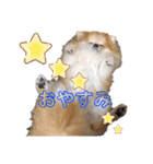 シェルティのチョコ★ポメのテンスタンプ（個別スタンプ：2）